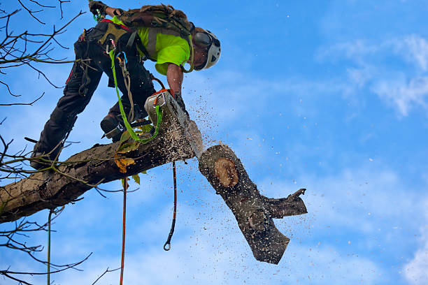 Rock Springs, NM Tree Services Company